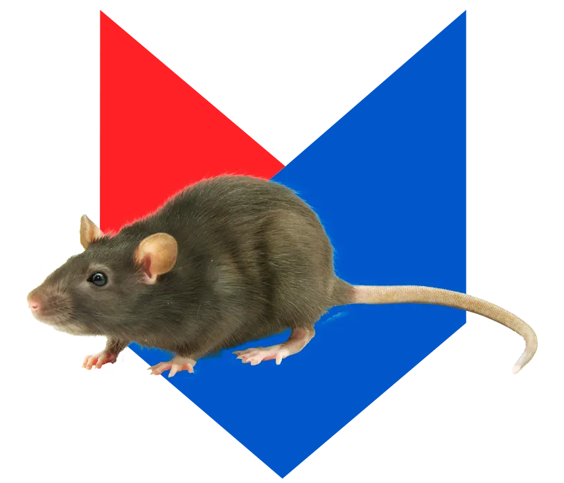 Крыса