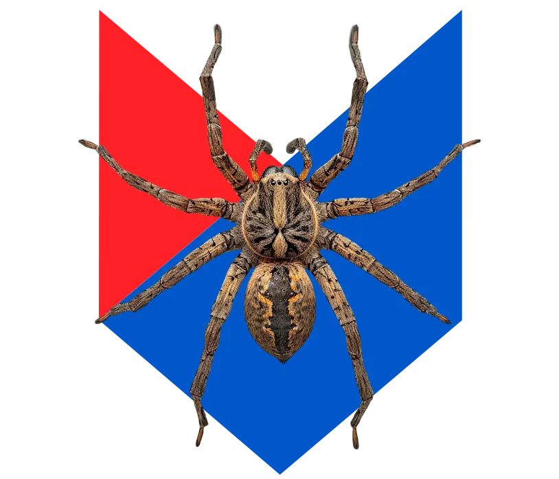 Паук