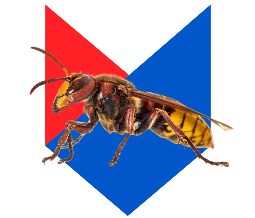Шершень