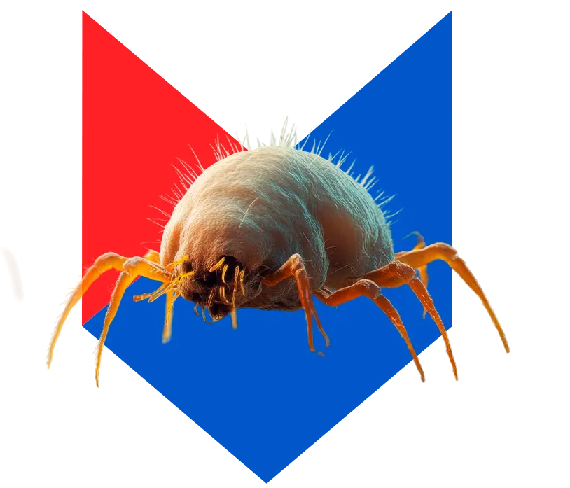 Вша